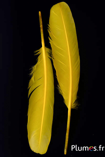 Cygne Soie - 25-30 cm - jaune
